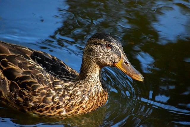 Krydsord for begyndere: Kom godt i gang på 5 minutter