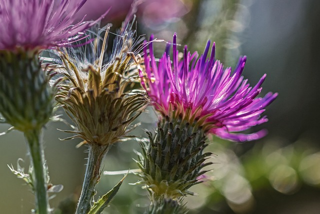 Outlaws og lovløse: Myter og fakta om det vilde vestens banditter