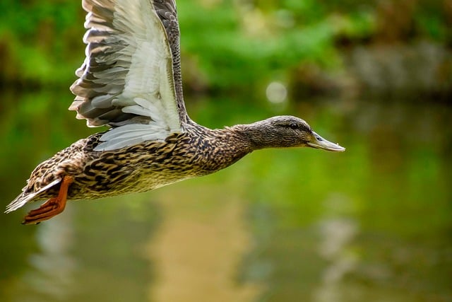 Undgå de typiske faldgruber: Krydsordsløsningens do’s & don’ts