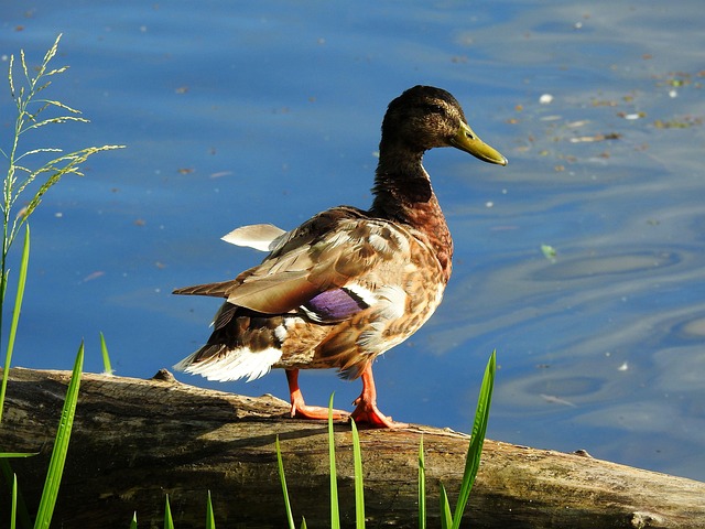Ord du altid skal kende, når du løser krydsord
